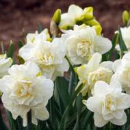 Нарцисс Obdam