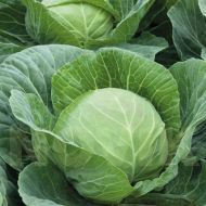 Капуста Українська осінь за 0,5 г