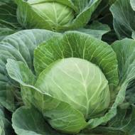 Капуста Українська осінь за 0,5 г