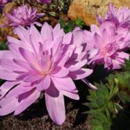 Пізньоцвіт Waterlily