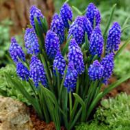 Мускарі Armeniacum