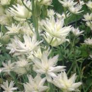 Камасія Semiplena