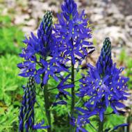 Камассия Cusickii