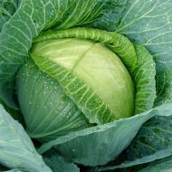 Капуста Тюркіз за 0,2 г