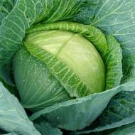 Капуста Тюркіз за 0,2 г