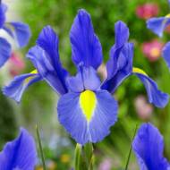 Ирис немецкий Blue Magic