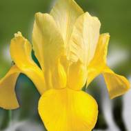 Ирис немецкий Golden Harvest