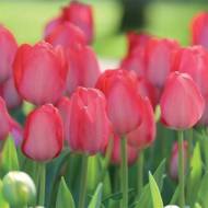 Тюльпан Дарвіна Van Eijk