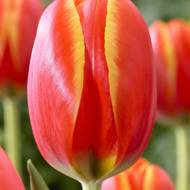 Тюльпан Дарвина Apeldoorn Elite
