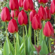 Тюльпан Дарвина Parade