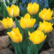 Тюльпан полный ранний Monte Carlo