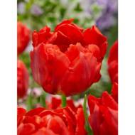 Тюльпан полный ранний Viking