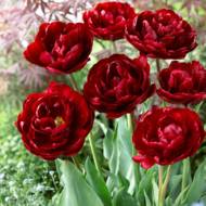 Тюльпан полный поздний Antraciet