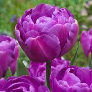 Тюльпан полный поздний Blue diamond (11/12)