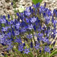 Трітелія Queen Fabiola (4/5)