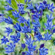 Трителия Queen Fabiola (4/5)