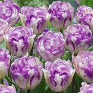 Тюльпан полный поздний Double Shirly