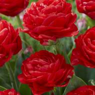 Тюльпан махровий пізній Miranda