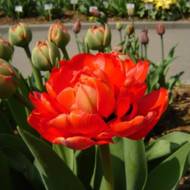 Тюльпан махровый поздний Miranda