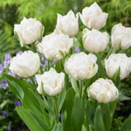 Тюльпан полный поздний Mount Tacoma