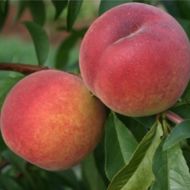 Саженец Персик Флеминг Фьюри