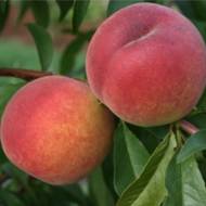 Саженец Персик Флеминг Фьюри