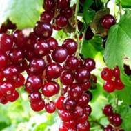 Саженец Красная Смородина Виксне