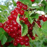 Саджанець Порічка Роднеус