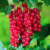 Саженец Красная Смородина Джонкер ван Тетс