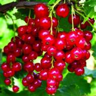 Саженец Красная Смородина Лосан