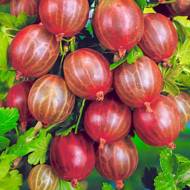 Саженец Крыжовник Финик