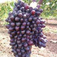 Саджанець Виноград кишмиш Юпітер в контейнері