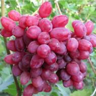 Саджанець Виноград кишмиш Велес в контейнері