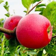 Саженец Яблоня Айдаред