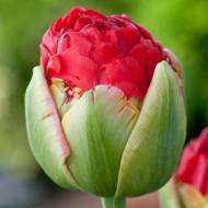 Тюльпан махровий Pampalona