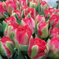 Тюльпан махровый Pampalona