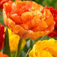 Тюльпан полный поздний Sunlover