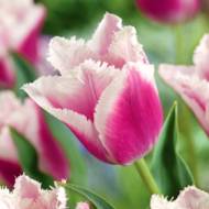 Тюльпан бахромчатый SIESTA