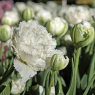 Тюльпан махровый бахромчатый Snow Crystal
