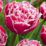 Тюльпан бахромчатый Brest