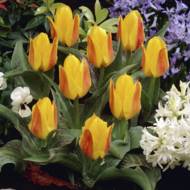 Тюльпан Кауфмана Buttercup