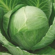 Капуста Золотий гектар за 0,5 г