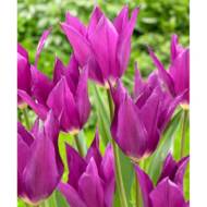 Тюльпан лілієцвітний Lilac Time