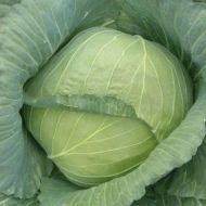 Капуста Ольга за 0,5 г