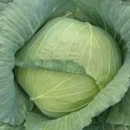 Капуста Ольга за 0,5 г