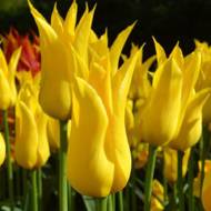 Тюльпан лилиецветный West Point