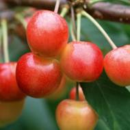 Саженец Черешня Аэлита