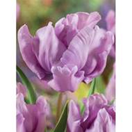 Тюльпан папуговий James Last