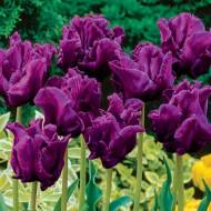 Тюльпаны попугайный Victoria´s Secret