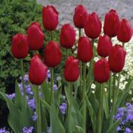 Тюльпан простой  поздний Kings Blood